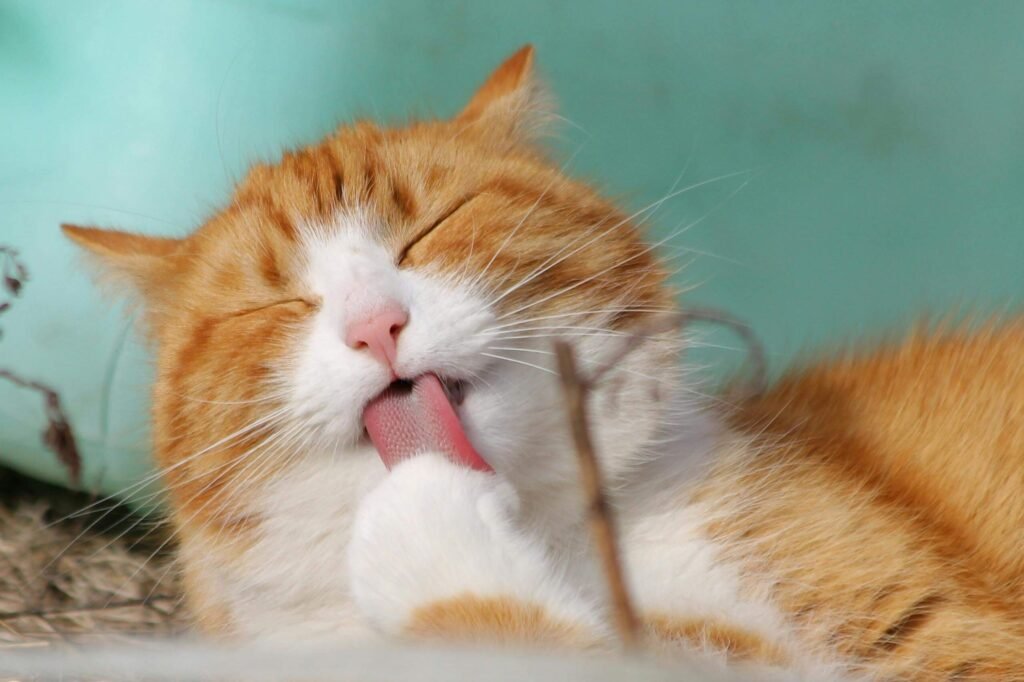 cat1