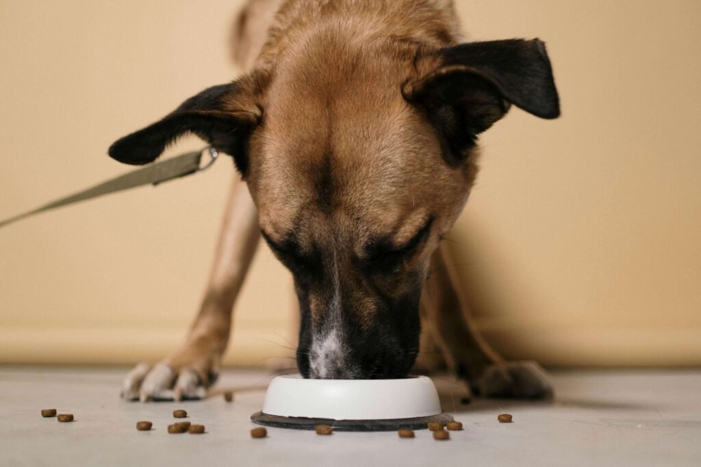 hond-die-eet-3
