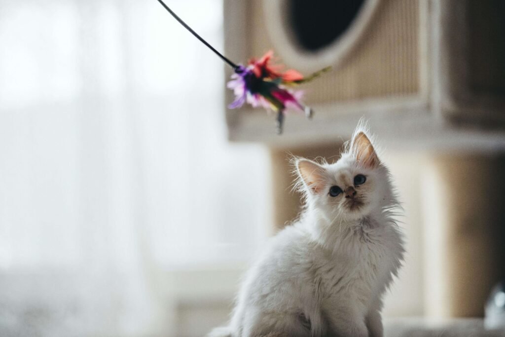 katten-speeltje